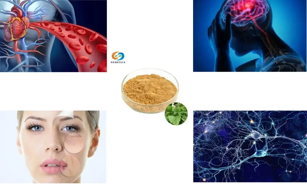 Buy Ginkgo Biloba Extract Powder in Bulk: Top Suppliers - Rebecca